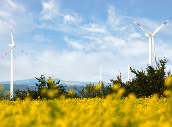 Foto Windpark Hollich